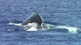 Baleine à tribord by Réalisations du Master TIME